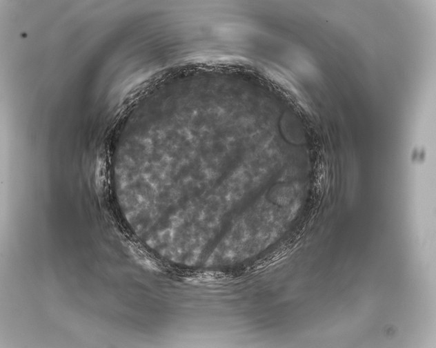 X0000093370966200711011225