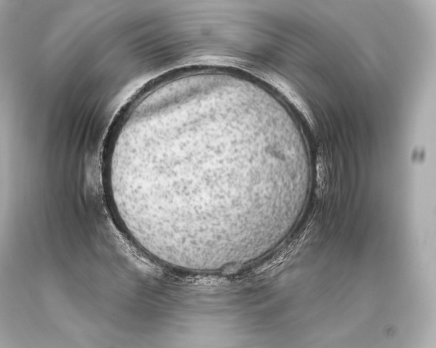 X0000093370972200711011224