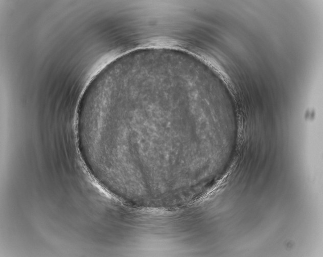 X0000093370990200711011224