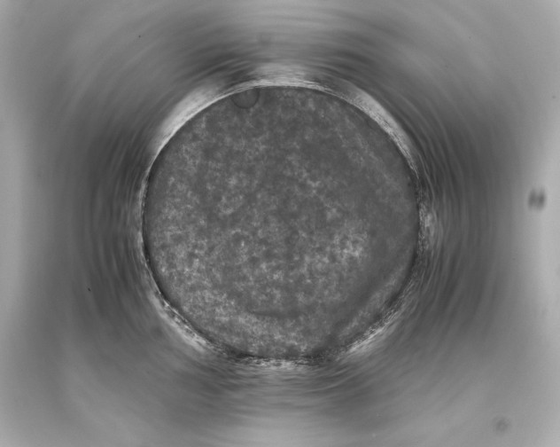 X0000093371002200711011224