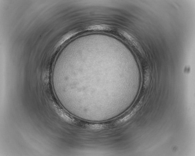 X0000093371017200711011224