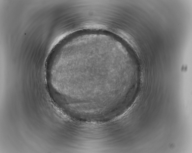 X0000093371022200711011224