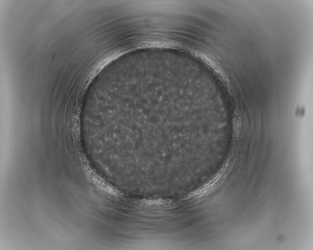 X0000093371025200711011224