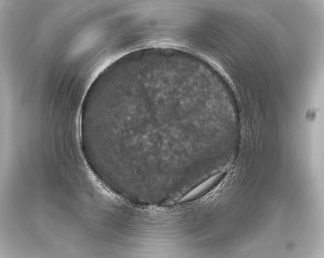 X0000093371032200711011224