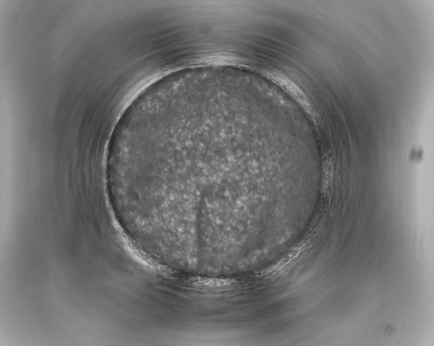 X0000093371039200711011224