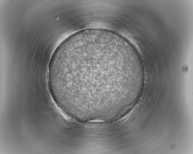 X0000093371040200711011224