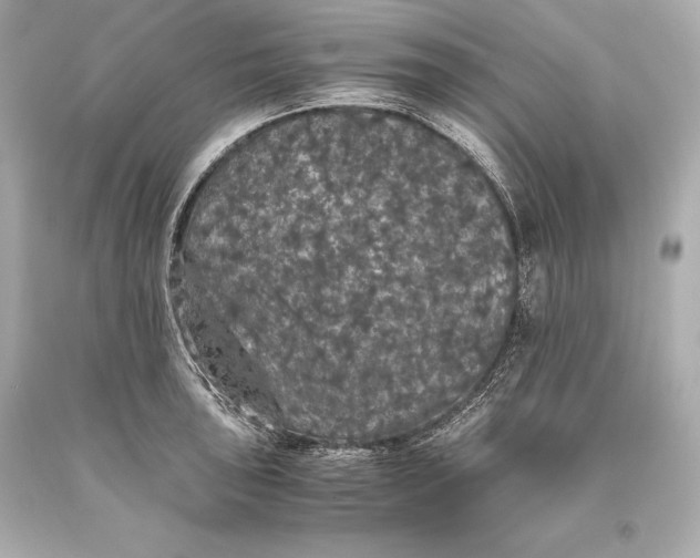 X0000093371043200711011224