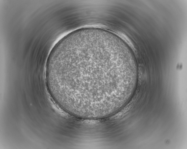 X0000093371044200711011224