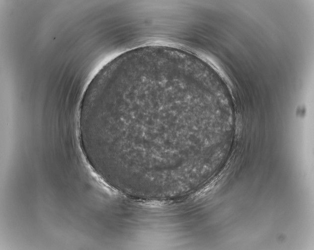 X0000093371048200711011224