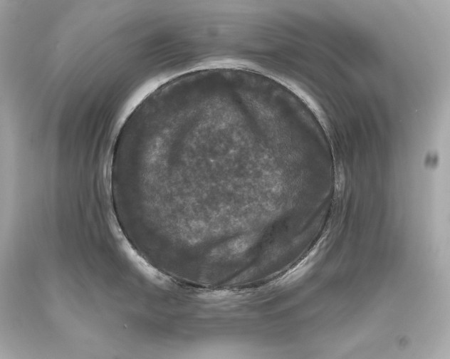 X0000093371054200711011224