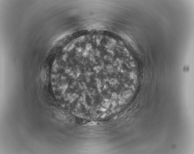 X0000093371063200711011223