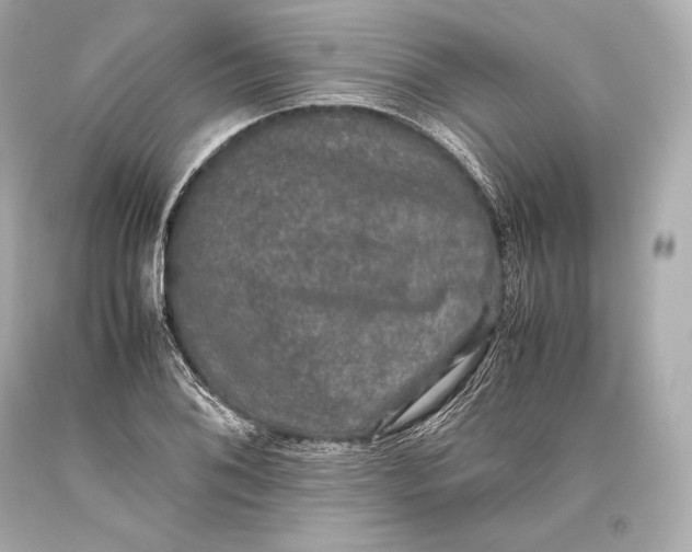 X0000093371076200711011223