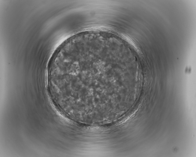 X0000093371079200711011223