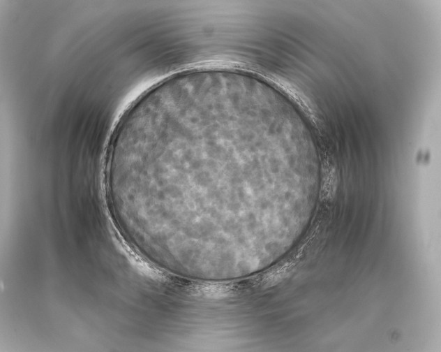 X0000093371086200711011223