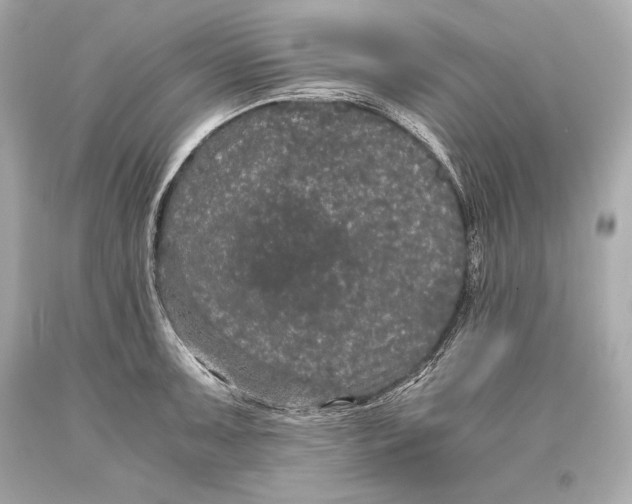 X0000093371091200711011223