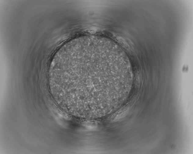 X0000093371105200711011222