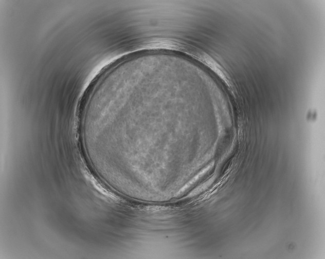 X0000093371116200711011222