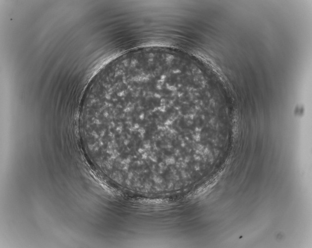 X0000093371121200711011222