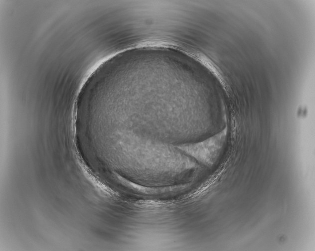 X0000093371124200711011222