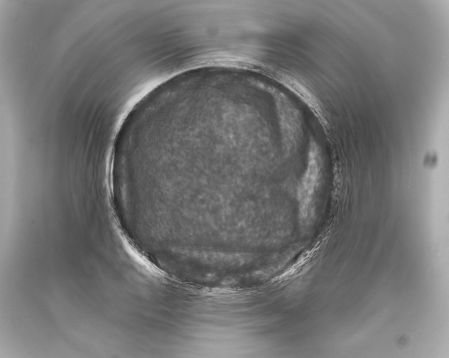 X0000093371128200711011223