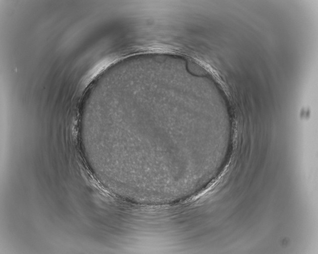 X0000093371163200711011222