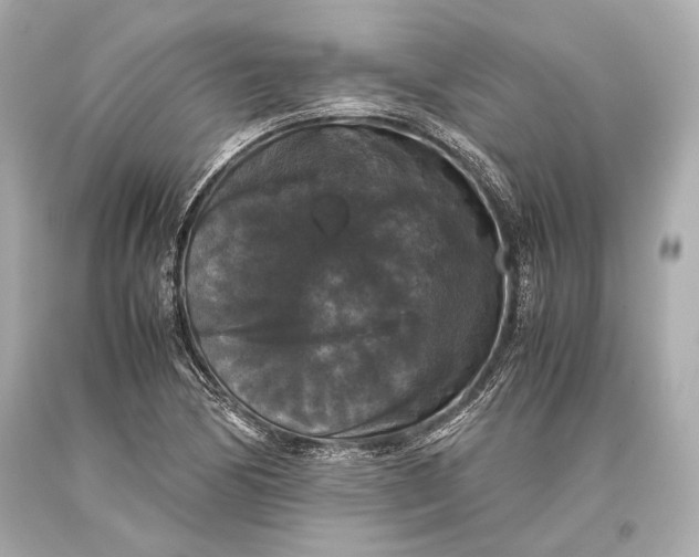 X0000093371170200711011222