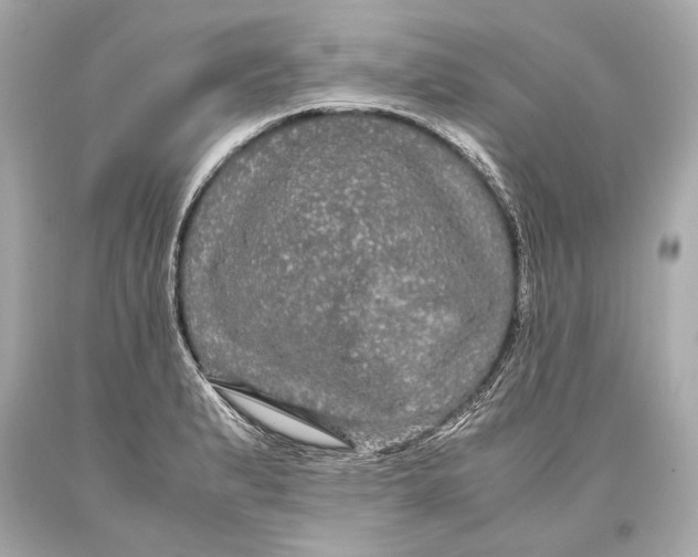 X0000093371183200711011222