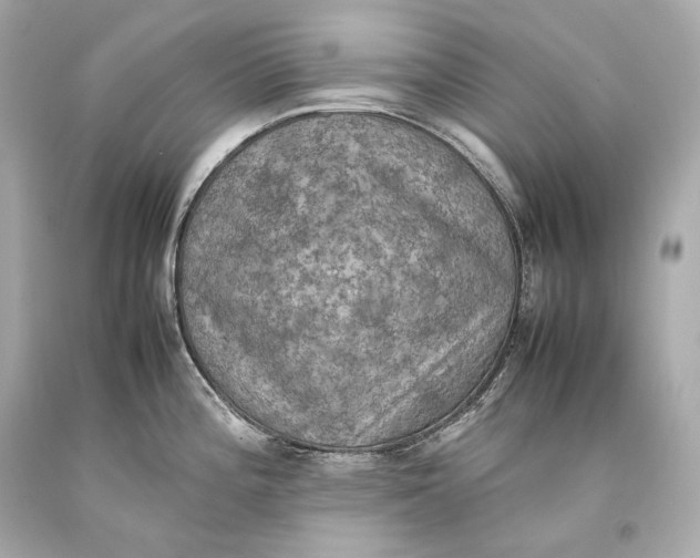 X0000093371196200711011222