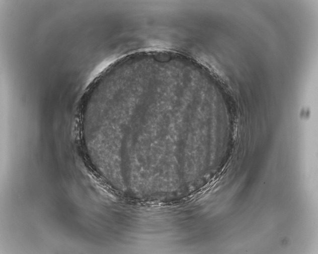 X0000093371208200711011221