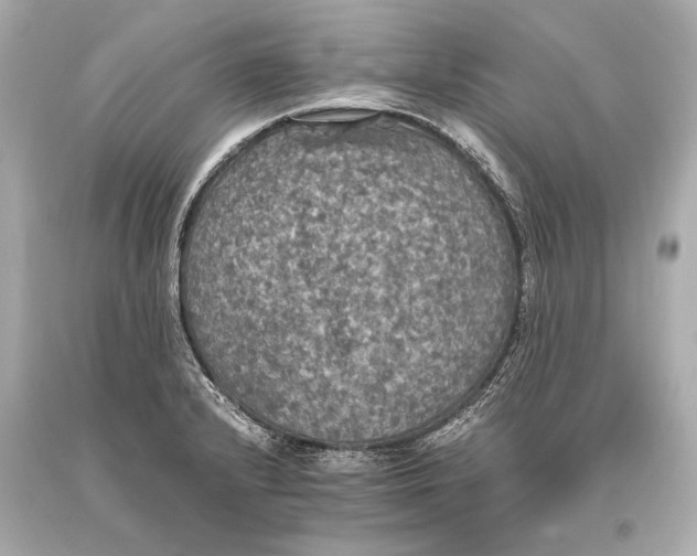 X0000093371232200711011221