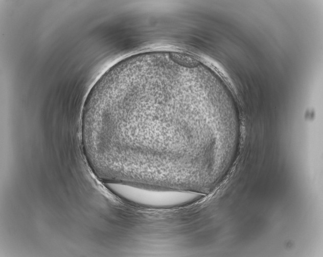 X0000093371236200711011221