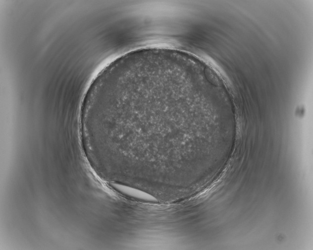 X0000093371240200711011222