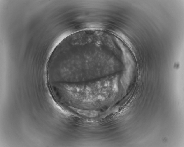 X0000093371243200711011222