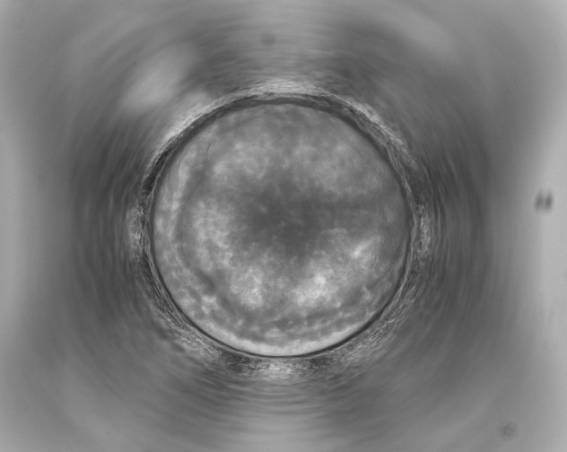 X0000093371266200711011221