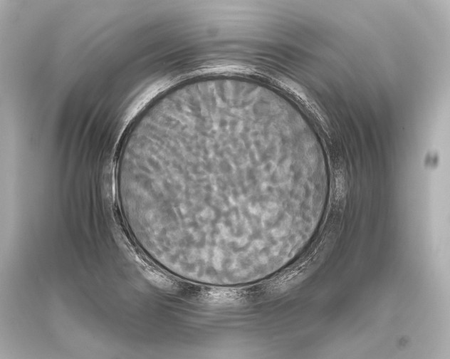 X0000093371274200711011221