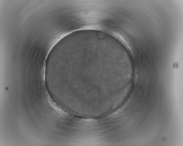 X0000093371276200711011221