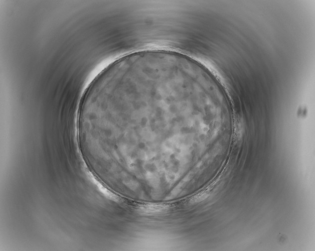 X0000093371294200711011220