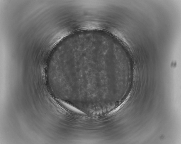 X0000093371305200711011220