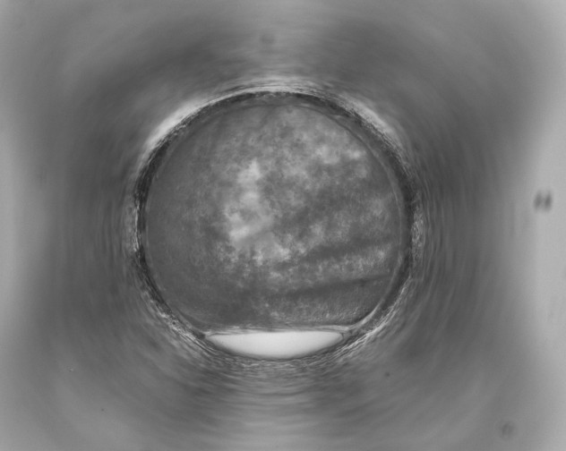 X0000093371310200711011220