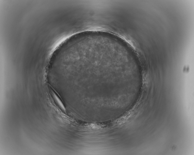 X0000093371311200711011220