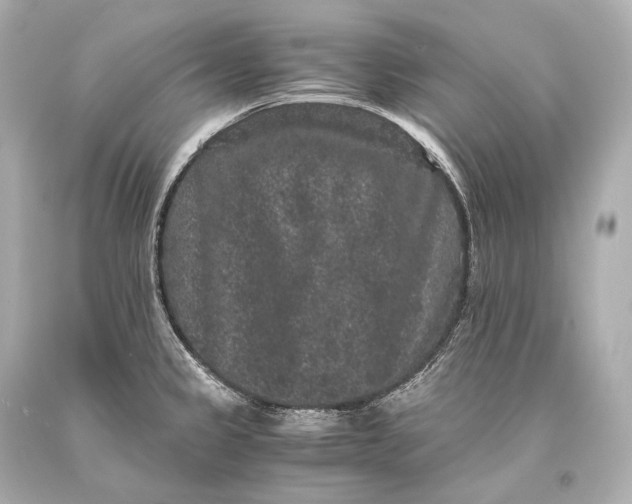 X0000093371333200711011220