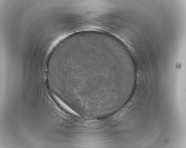 X0000093371363200711011219