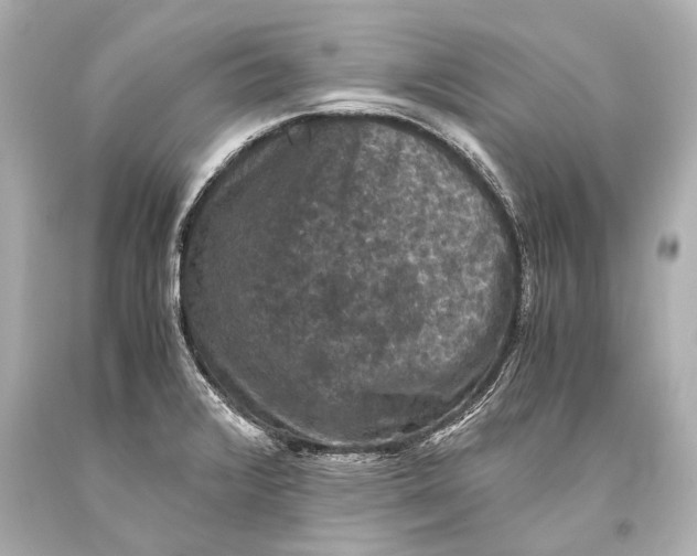 X0000093371376200711011219