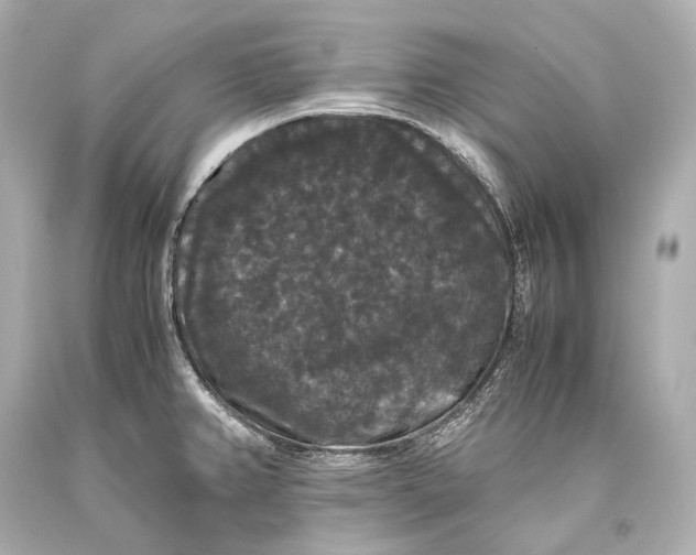 X0000093371382200711011219