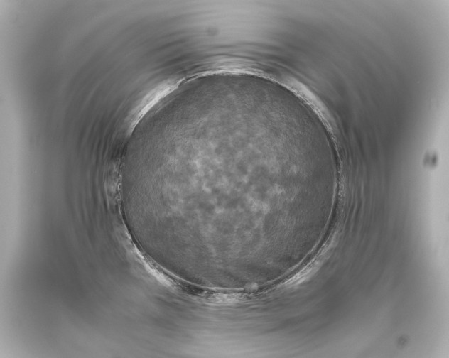 X0000093371385200711011219