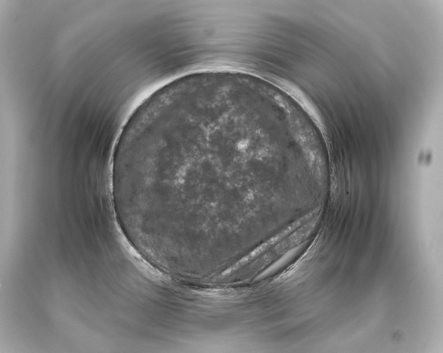 X0000093371388200711011219