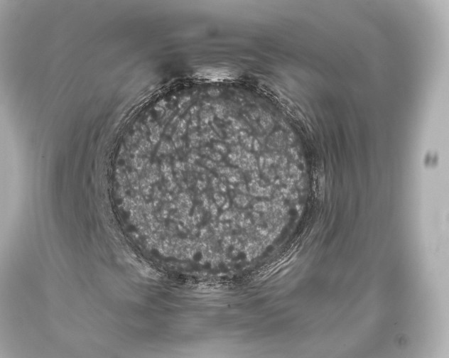 X0000093371393200711011218