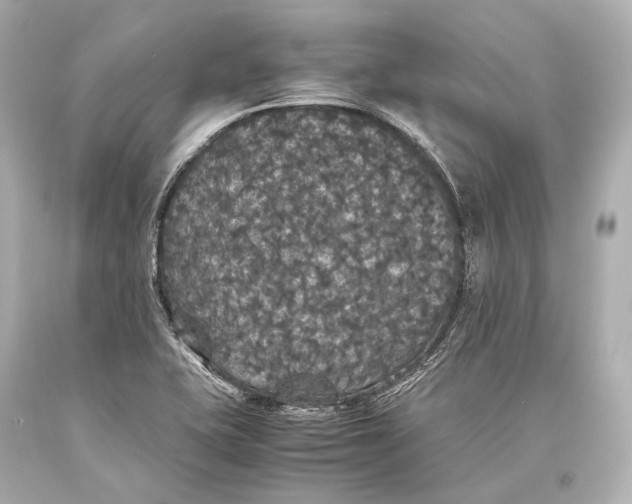 X0000093371415200711011219