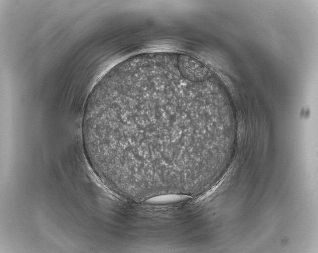 X0000093371417200711011219