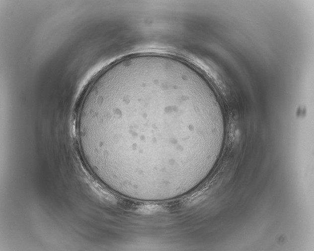 X0000093371462200711011218